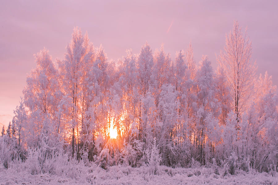 Happy Trees Photograph by James Rhodes - Fine Art America