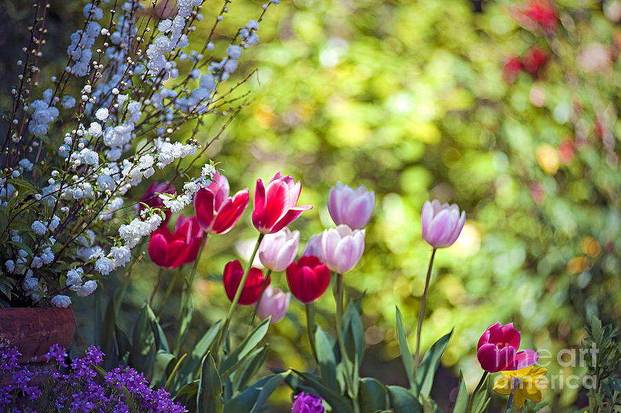 Happy Tulips Photograph by David Zanzinger