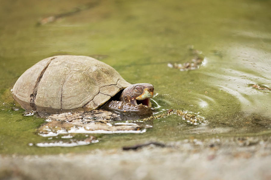 Happy Turtle Photograph by Eilish Palmer