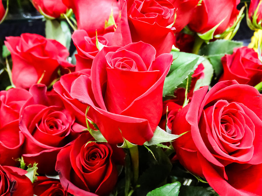 Goodinfo: Happy Valentine Day Red Rose Image