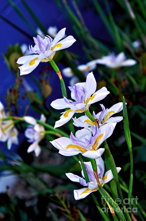 Iris Photograph - Happy Wild Iris by Kaye Menner