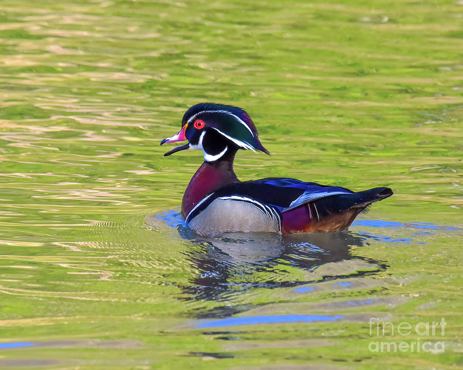 Happy Wood Duck by Cynthia Staley Happy Wood Duck by Cynthia Staley