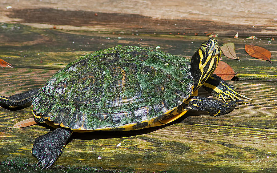 Happy Yellow Bellied Slider Photograph by Kenneth Albin