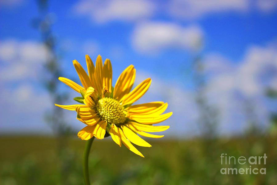 Happy Yellow Flower Photograph by Ty Shults