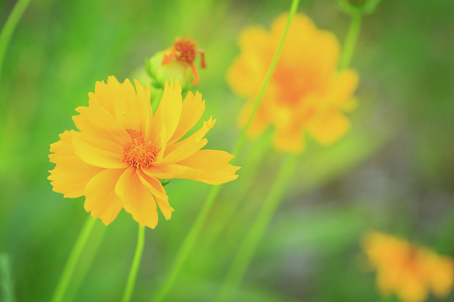 Happy Yellow Flowers Photograph