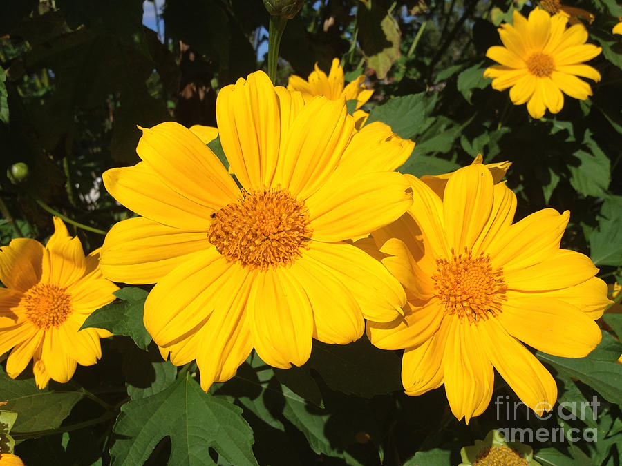 Happy Yellow Photograph by LeeAnn Kendall