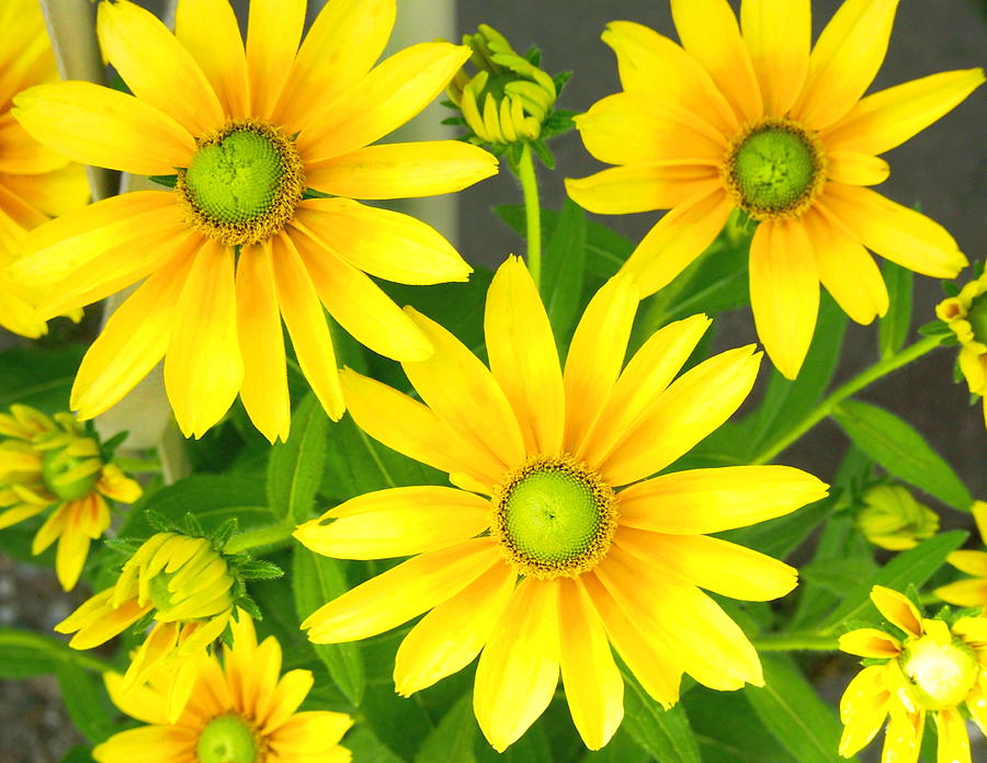 Happy Yellow Summer Cone Flowers in the Garden Photograph by Amy McDaniel