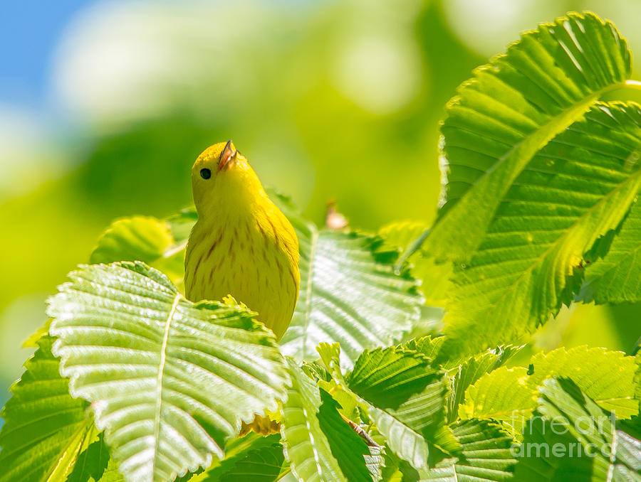 Happy Yellow Warbler Photograph by Cheryl Baxter