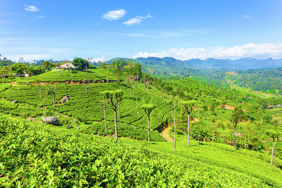 Haputale Highland Tea Plantation Estate House H Photograph By Pius Lee