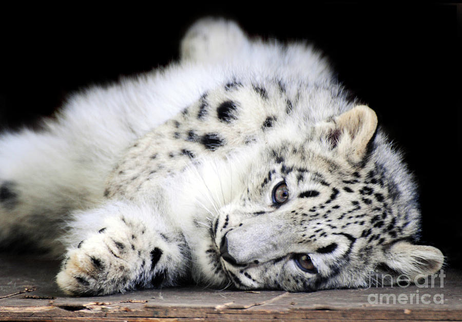 Cat Photograph - Hara...Snow Leopard Cub by Stephie Butler