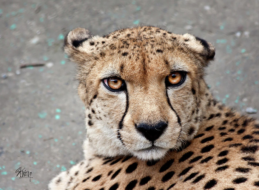 Harbin Leopard by Stan Kwong Harbin Leopard by Stan Kwong