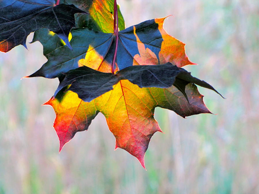 Harbinger of Autumn Photograph by Sean Griffin