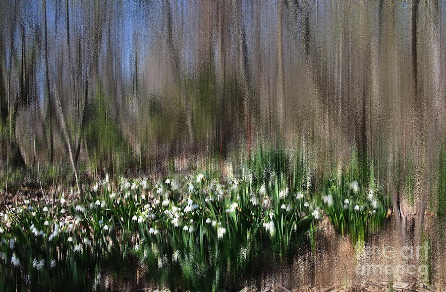 Almost Spring - Snow Drops  Photograph by Jacqueline M Lewis
