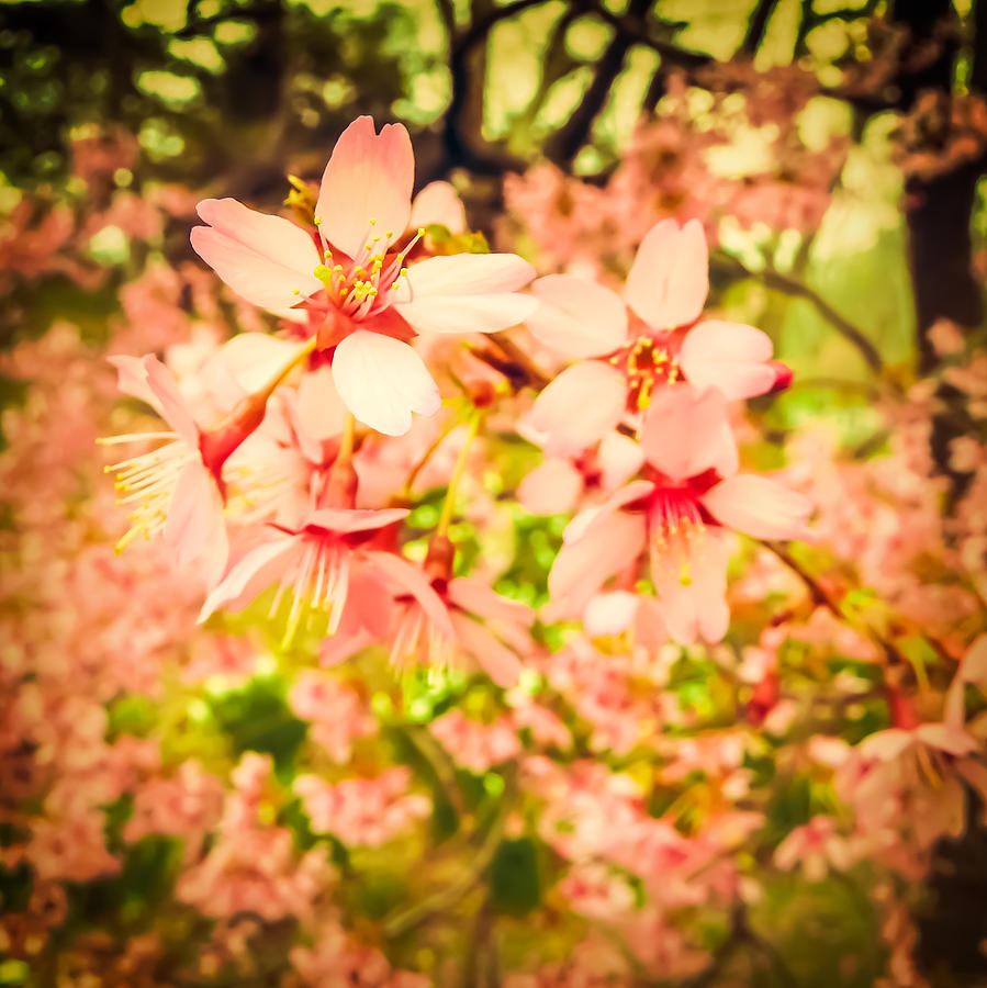 Harbingers Of Spring Photograph By Jon Woodhams Fine Art America   Harbingers Of Spring Jon Woodhams 