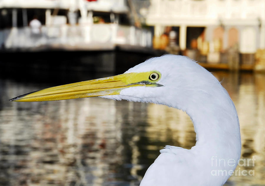 Harbor Egret Photograph by David Lee Thompson