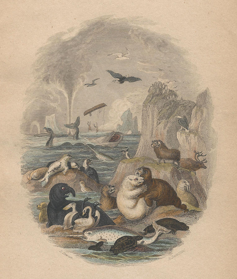 Harbor Drawing by Dreyer Wildlife Print Collections 