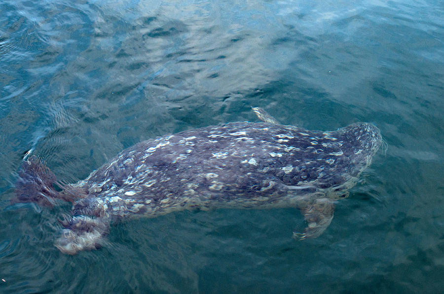 Harbor Seal 3 Photograph by Cathy Mahnke