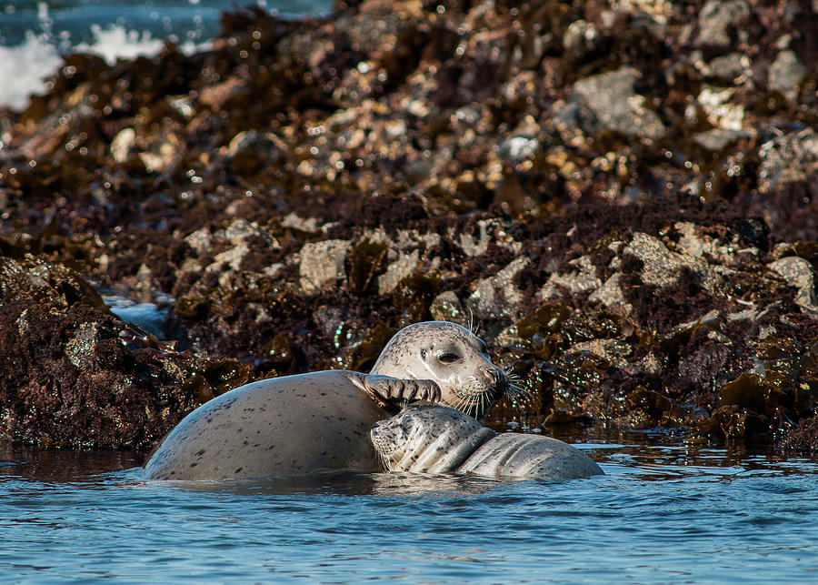 Harbor Seal and Pup Photograph by Robert Potts