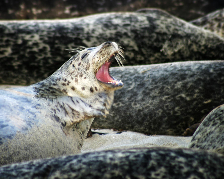 Harbor Seal Photograph by Anthony Jones