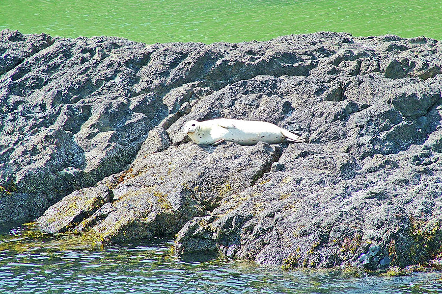 Harbor Seal by Tide Pool in Yaquina Head Outstanding Natural Area in Newport, Oregon Photograph by Ruth Hager