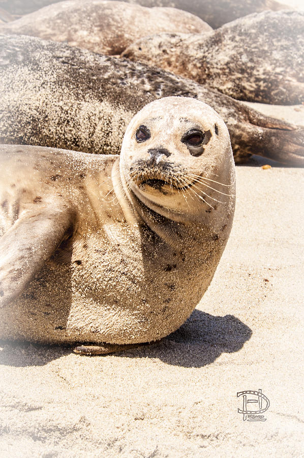Harbor Seal Photograph by Daniel Hebard