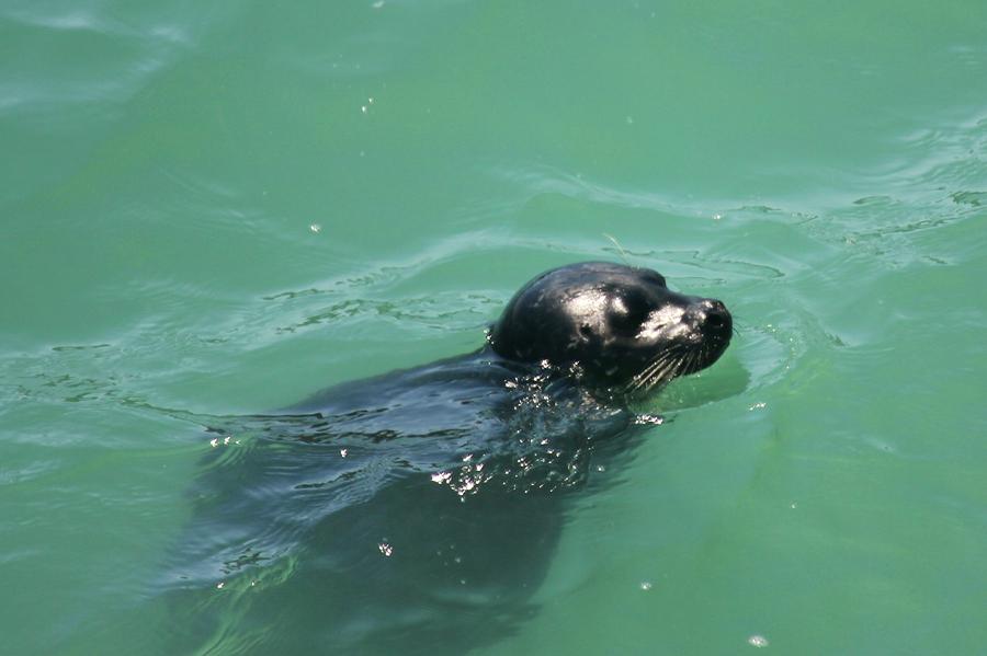 Harbor Seal Photograph by Douglas Miller