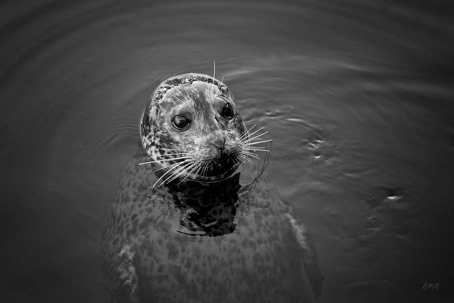 Harbor Seal I BW Photograph by David Gordon