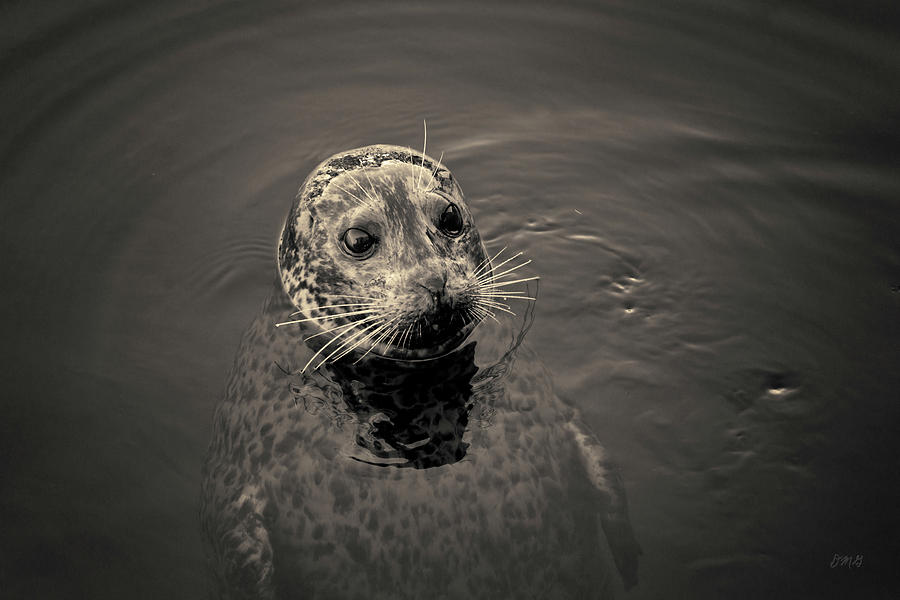 Wildlife Photograph - Harbor Seal I Toned by David Gordon