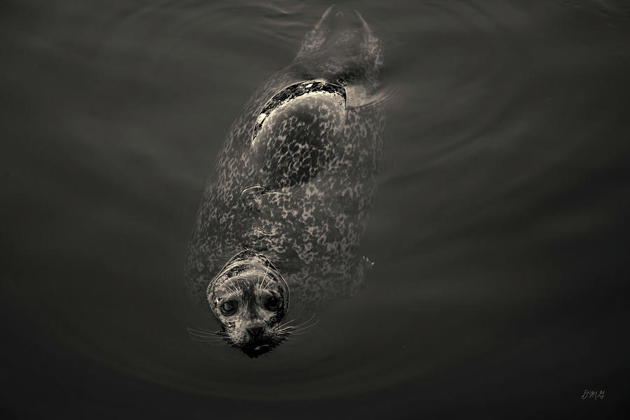Harbor Seal II Toned Photograph by David Gordon