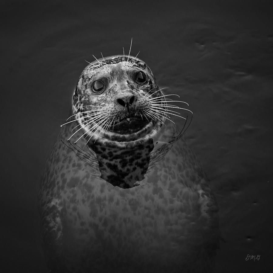 Harbor Seal III BW SQ Photograph by David Gordon