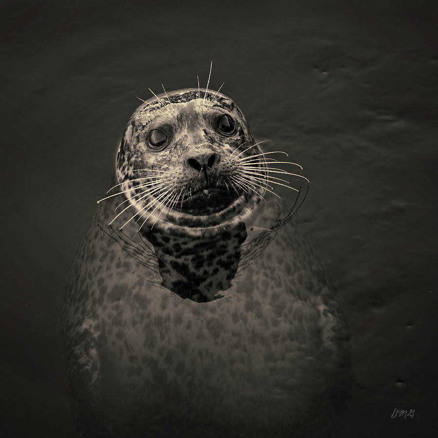 Harbor Seal III Toned SQ Photograph by David Gordon