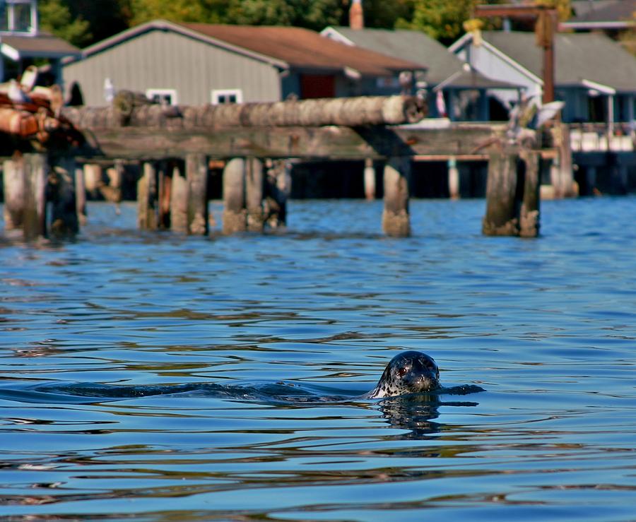 Nature Photograph - Harbor Seal in Gig Harbor by Stacie Gary