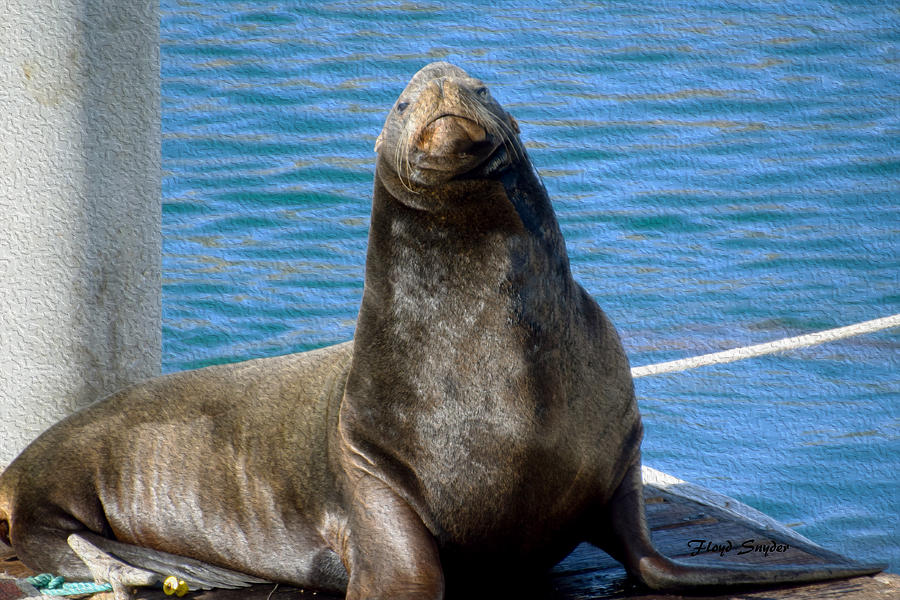 Harbor Seal In Morro Bay Painting by Floyd Snyder