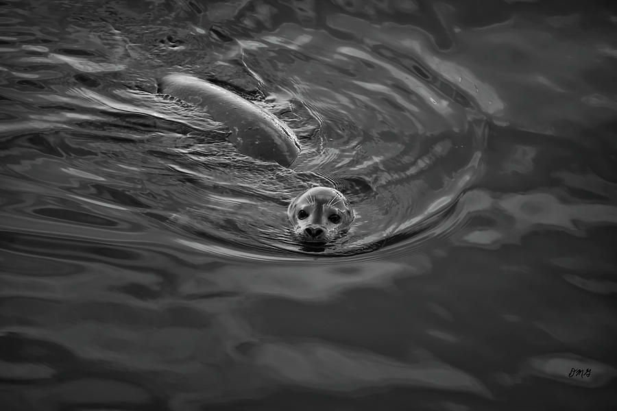 Wildlife Photograph - Harbor Seal IV BW by David Gordon