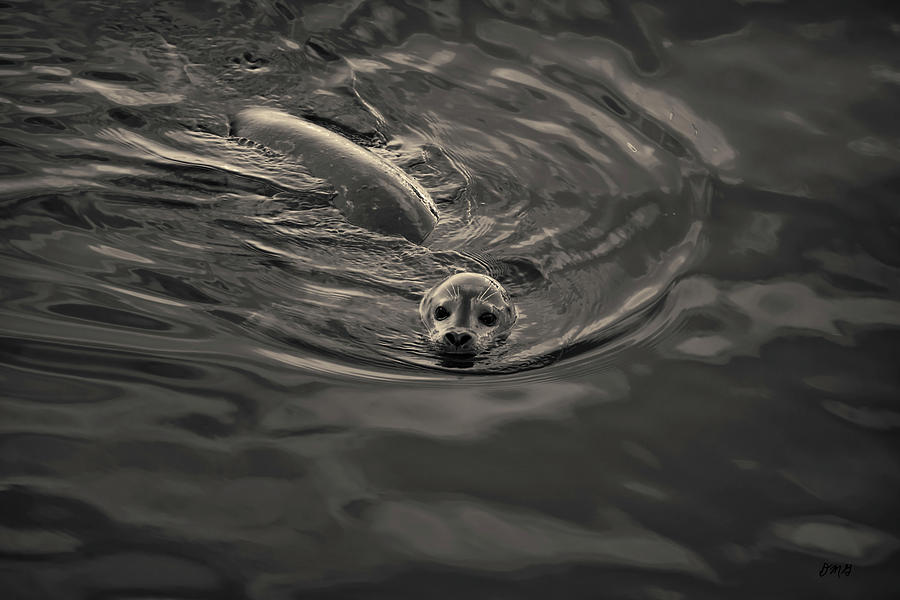 Harbor Seal IV Toned Photograph by David Gordon