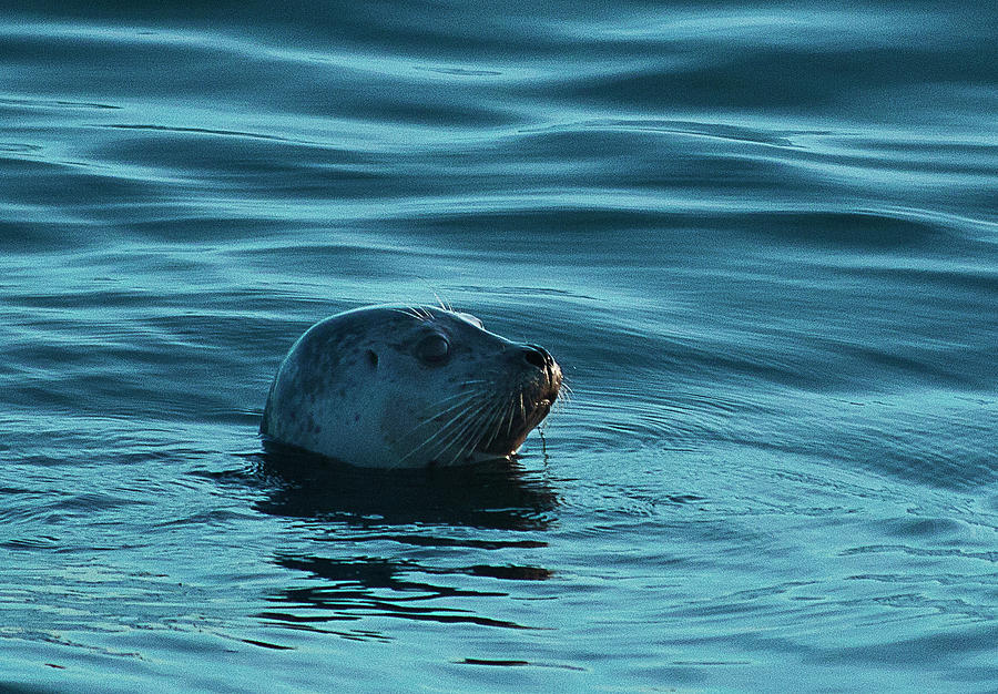 Harbor Seal Photograph by Morgan Wright
