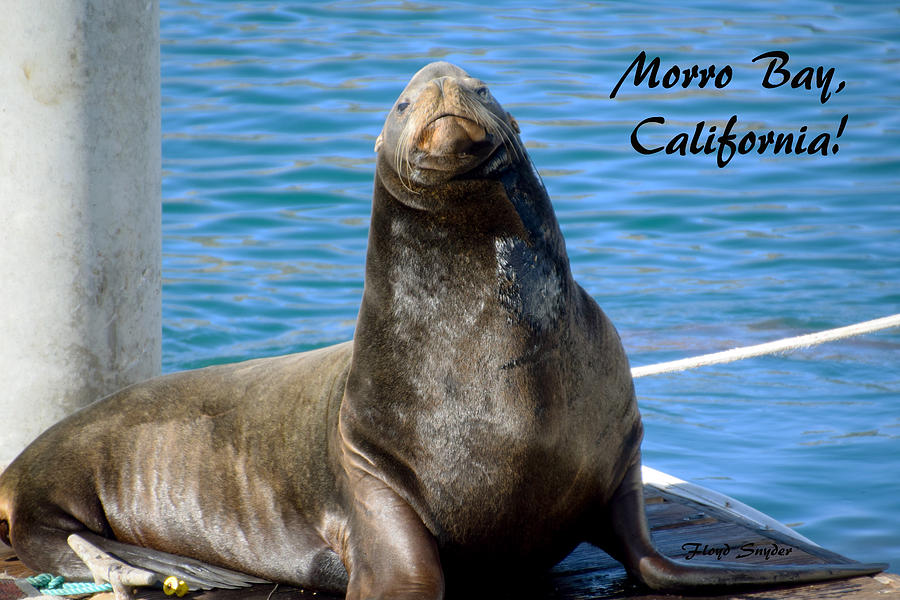 Harbor Seal Morro Bay California Painting by Floyd Snyder
