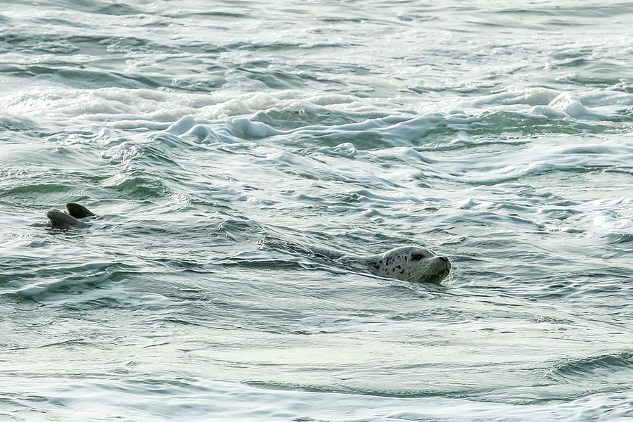 Harbor Seal, No. 2 Photograph by Belinda Greb