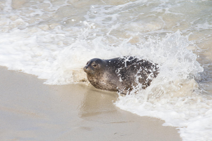 Harbor Seal Photograph by Paul Schultz