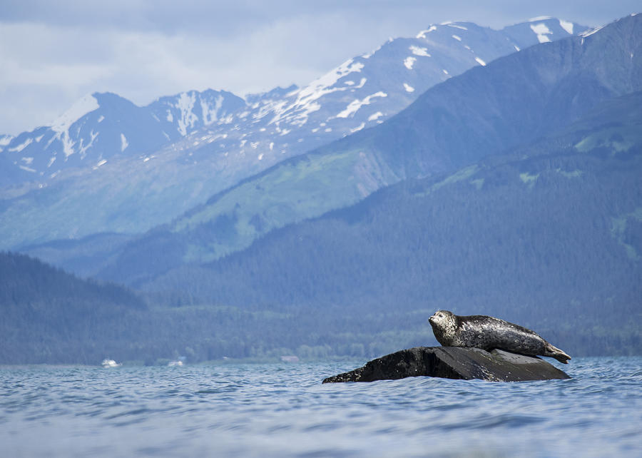 Harbor Seal Perch Photograph by Ian Johnson