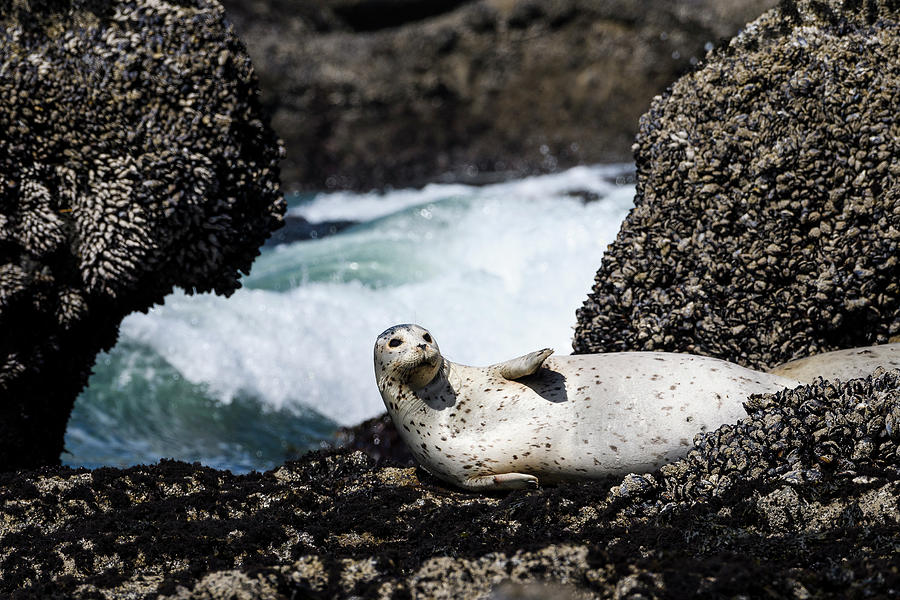 Harbor Seal Photograph by Robert Potts