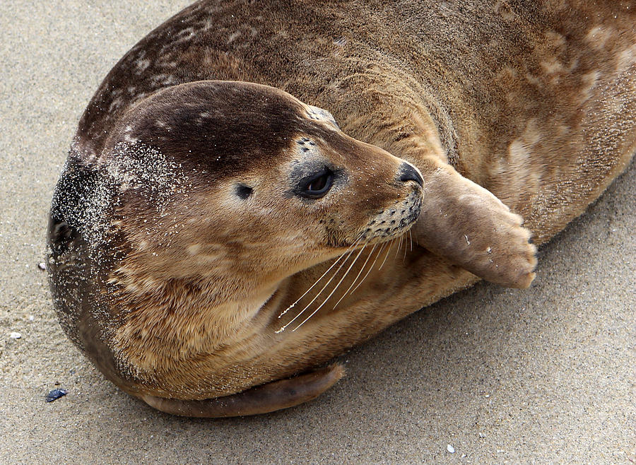 Harbor Seal  Photograph by Robin Street-Morris