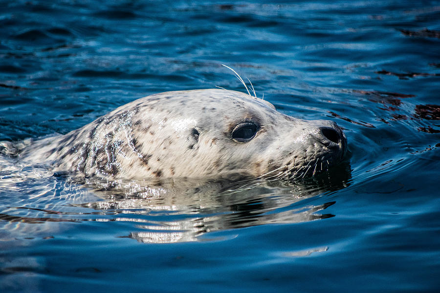 Nature Photograph - Harbor Seal by Ryan Richmond