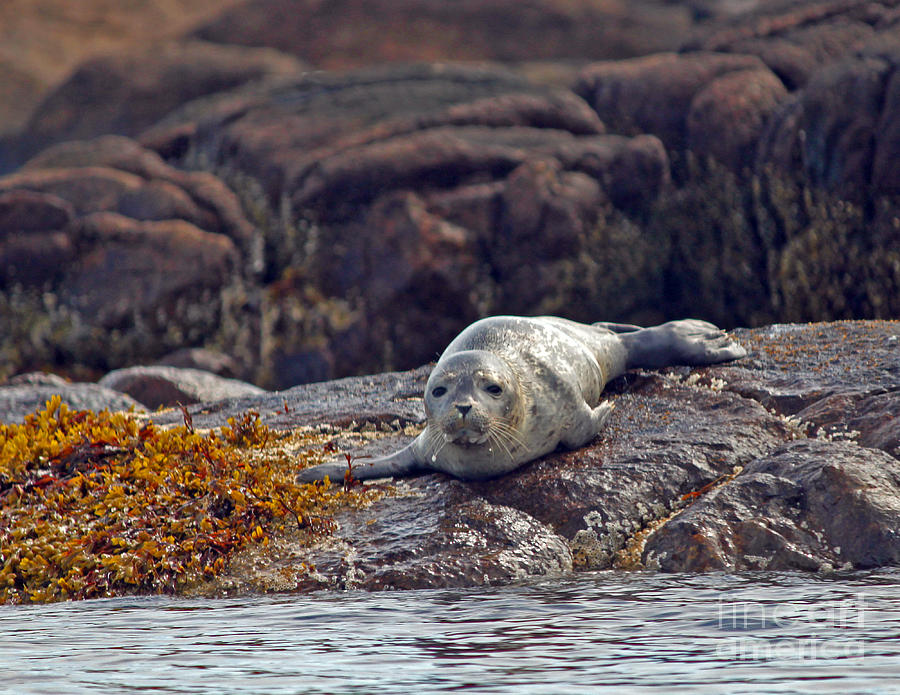 Harbor Seal Photograph by Steve Gass