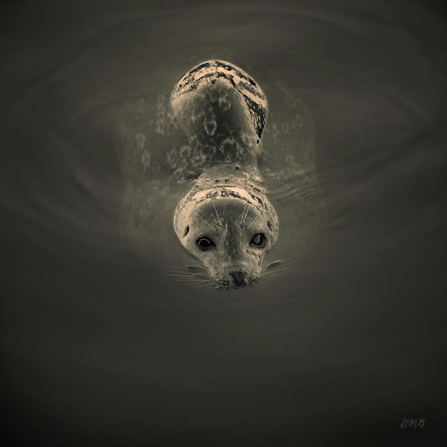 Wildlife Photograph - Harbor Seal V BW SQ Toned by David Gordon
