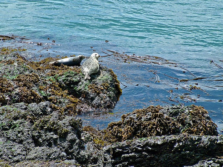 Harbor Seals at Lime Kiln Point on San Juan Island, Washington Photograph by Ruth Hager