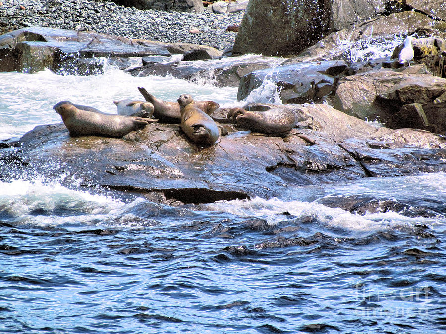 Harbor Seals at Rest Photograph by Elizabeth Dow