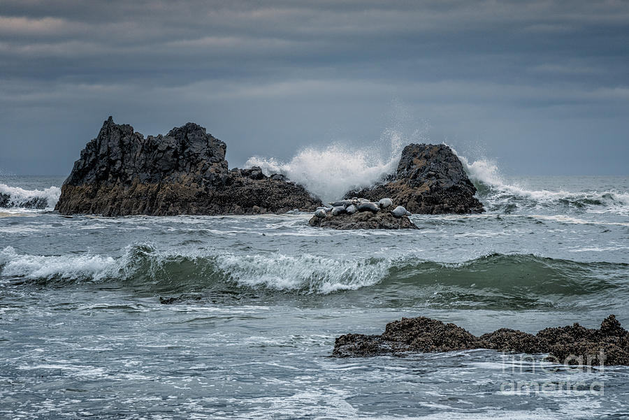 Harbor Seals At Seal Rock 1 Photograph by Al Andersen