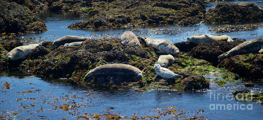 Harbor Seals  Photograph by Bruce Block