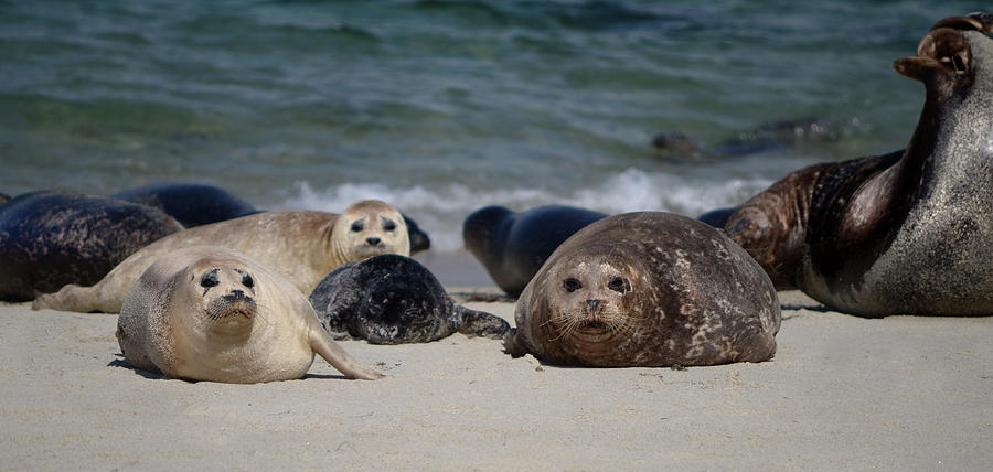 Harbor Seals Photograph by Craig Incardone